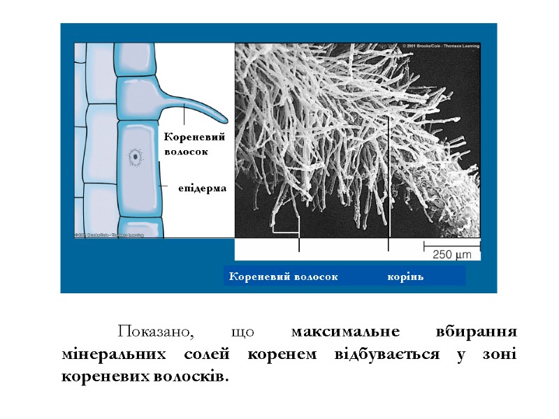 Показано, що максимальне вбирання мінеральних солей коренем відбувається у зоні кореневих волосків.  Кореневий